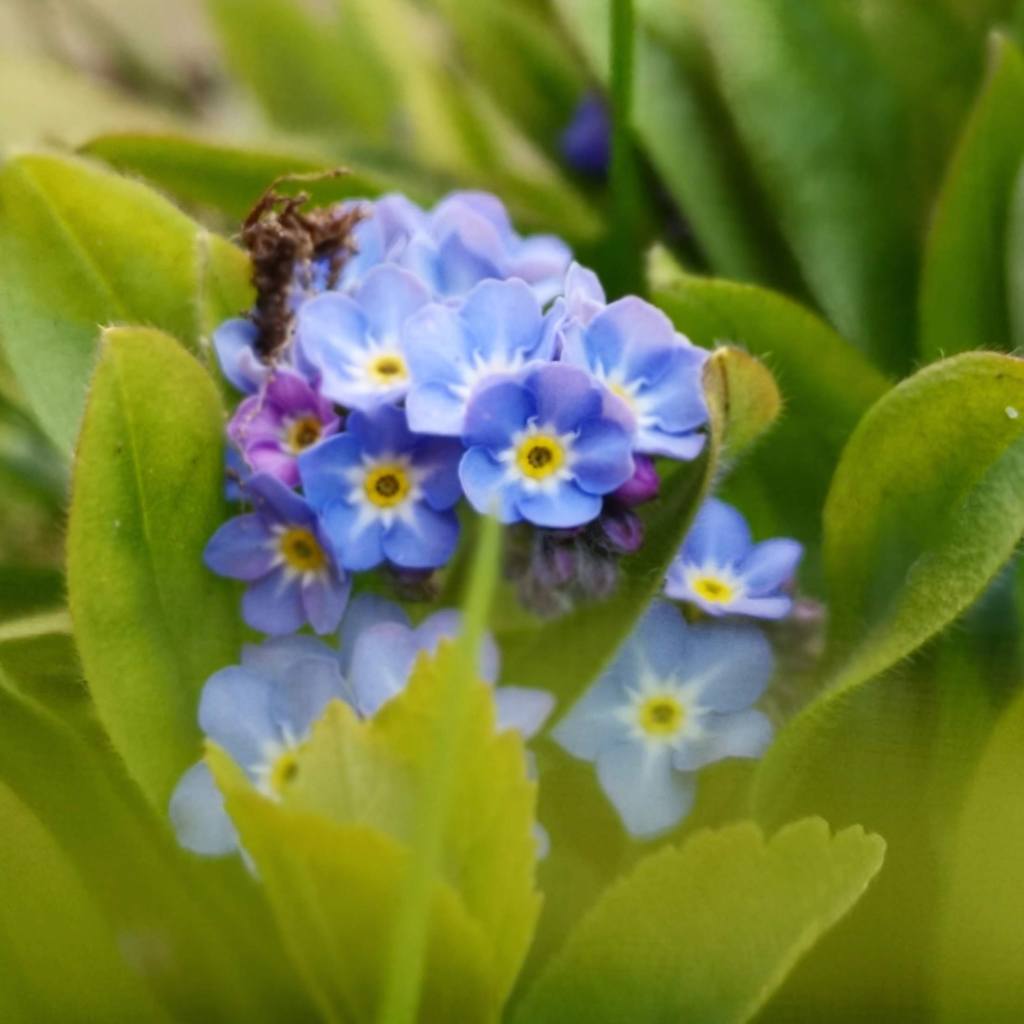 photo of Forget me nots 