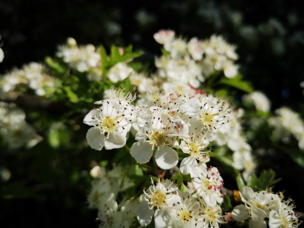 close up of hawthorn blossoms