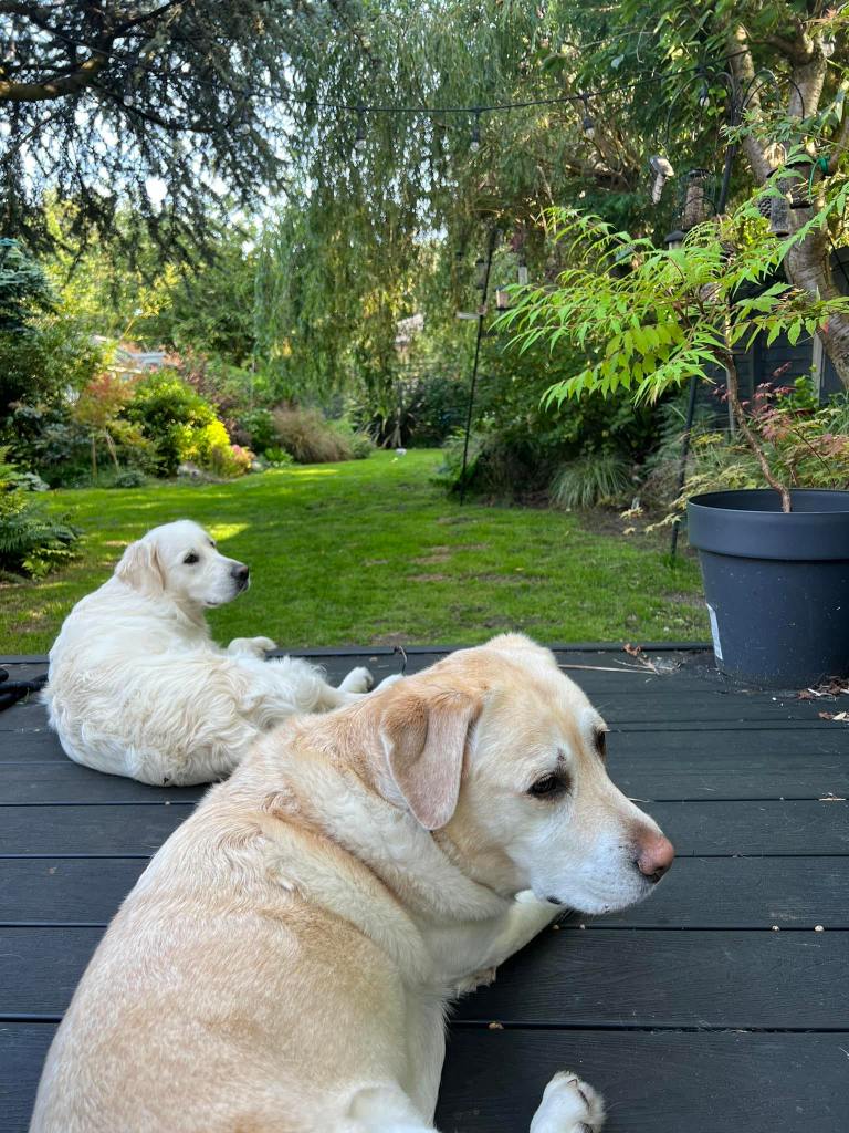 An image of two dogs a labrador (Luna) and golden retriever (Stella) sitting on a black deck. The image looks out over a garden but the dogs are looking to the same side showing their side profiles. 