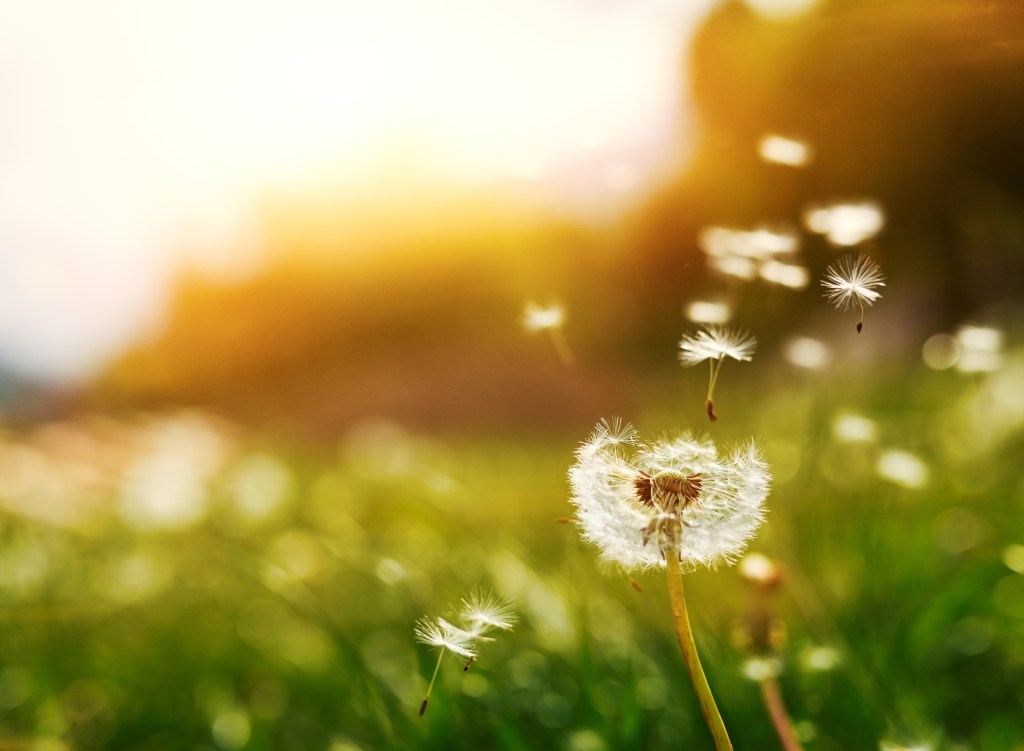 image of dandelion flower releasing seeds into the air